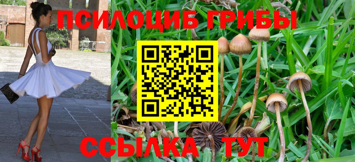 Галлюциногенные грибы Psilocybe  Псилоцибиновые грибы Psilocybine cubensis  Йошкар-Ола  Вход с VPN 